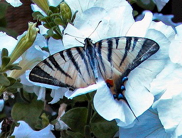 miraclefly.jpg (49091 byte)
